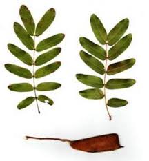 Image result for Julbernardia globiflora