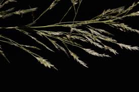 Image result for Eragrostis tenuifolia