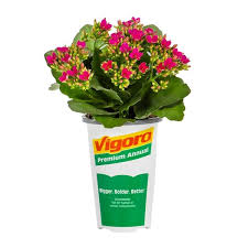 Image result for Kalanchoe calandiva