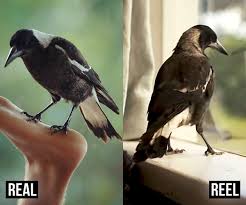 A family takes in an injured magpie that makes a profound difference in their lives. Penguin Bloom Vs The True Story Of Sam Bloom And Penguin The Magpie