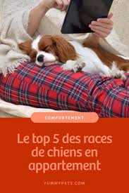 Le Top 5 Des Races De Chiens En Appartement Races De Chiens Chien Chiot Heureux