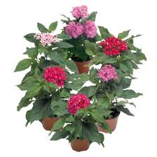 Image result for Pentas lanceolata