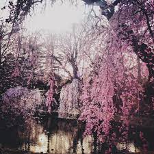 Cherry Blossoms In Brooklyn Botanic Garden Bonsai Styles Landscape Botanical Gardens