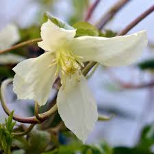 The population was 5,398 at the 2000 census, and 5,558 in 2010. Clematis Ourika Valley