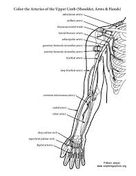 My body (science books) the fantastic body. Free Anatomy Coloring Pages Printable