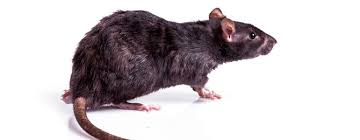 Was fressen ratten im garten? á… Was Tun Bei Ratten Im Garten Handeln Ist Angesagt