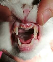 Symptoms and types of gum disease in cats periodontal disease in cats generally begins with the inflammation of one tooth, which may progress if not treated during different stages of the condition. Common Cat Dental Diseases My Vet Animal Hospital