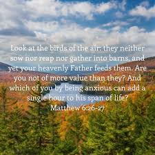 Look At The Birds Of The Air Esv Pin By Beth Dannunzio On Getting Closer Prayer Scriptures Cool Words I Love You Lord