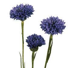 Cornflower Bachelor S Button Centaurea Cyanus Pick Ontario