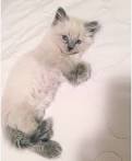 Purebred Ragdoll Kittens For Sale - Premium Quality ...