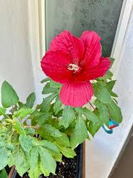 Image result for Hibiscus meyeri
