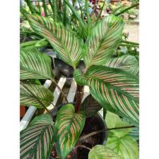 Pokok palas merupakan tumbuhan yang tergolong kumpulan rumpai. Buy Ready Stock Calathea Pokok Hiasan Tanaman Hiasan Landskap Home Deco Indoor Plant Outdoor Plant Seetracker Malaysia