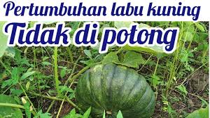 Tips agar labu berbuah banyak. Labu Kuning Berbuah Banyak Youtube