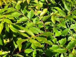 The pistacia chinensis, is commonly called the chinese pistache or chinese pistachio in english. Pistacia Chinensis Chinese Pistachio Tree Autumn Colour Brenlissa Online Nursery