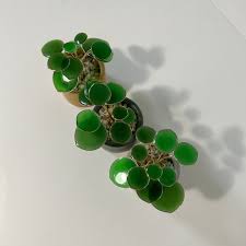 Image result for Pilea bambuseti