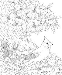 Free Printable Coloring Page North Carolina State Bird And Flower Cardinal Dogwood Educati Bird Coloring Pages Flower Coloring Pages Animal Coloring Pages