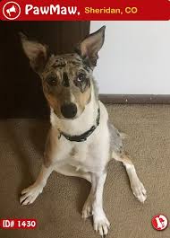 Black And White Cattle Dog Let Your Nearby People Know Hailey Was Lost On 12 10 2018 In River Point Parkway Sheridan Co Usa Animal Welfare Quote Pets Animals