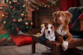 From $39.99 ($20.00 per item) $59.99. Holiday Pet Photography Sessions Toronto Dog Walking