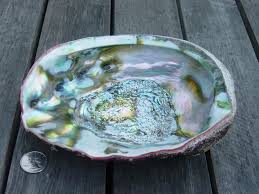 Enjoy this highly sought after gourmet delicacy for it's unique taste; Abalone Wiktionary