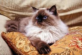 Nov 28, 2013 · the siamese cat is partially albino. Himalayan Blue Point Stock Photo Image Of White Blue 174228