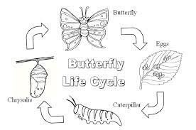 You might also be interested in coloring pages from butterfly, biology categories. The Life Cycle Of A Butterfly Butterfly Life Cycle Butterfly Coloring Page Life Cycles