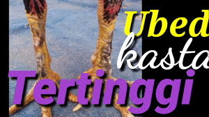 Pertama yaitu jenis perkutut dilihat dari asalnya dan yang ke dua. Download Ayam Bangkok Katuragan Sisik Ubed Mp3 Mp4 3gp Flv Download Lagu Mp3 Gratis