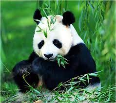 صور باندا panda bear panda giant panda