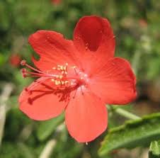 Image result for Hibiscus aponeurus