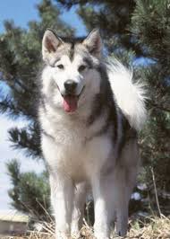  Malamute Alaskan Malamute Malamute Dog Malamute