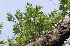 Image result for Combretum erythrophyllum
