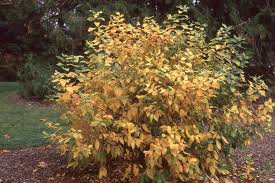 Image result for Caucanthus auriculatus