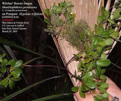 Image result for Vernonia thomsoniana