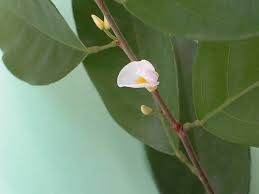 Image result for Baphia massaiensis