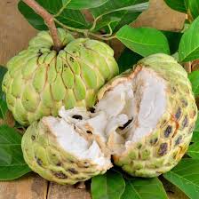 Image result for Annona squamosa