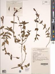 Image result for Asystasia malawiana