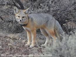 They live in the open conifer woodlands and mountain meadows near the treeline. Oregon Kit Fox Mammalian Ecology And Conservation Unit