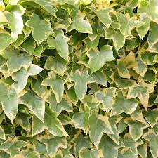 Genus hedera are evergreen climbing shrubs clinging by aerial roots. Buy English Ivy Or Common Ivy Hedera Helix Goldchild 23 99 Delivery By Crocus