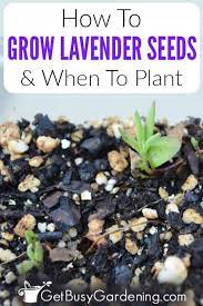Growing Lavender From Seed How When To Plant Lavender Seeds In 2021 Growing Lavender Lavender Seeds Growing Seeds