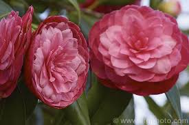 Camellia April Kiss A Compact Japonica Cultivar With Small Formal Double To Rose Form Flowers That Often Have A Somewhat Flattened Ap Home Yard Camel