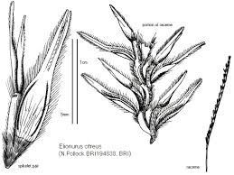 Image result for Elionurus