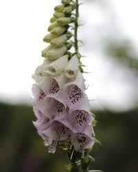 Apr 03, 2008 · shade plants that deer seldom eat. 27 Best Deer Resistant Flowers Plants And Shrubs That Work Florgeous