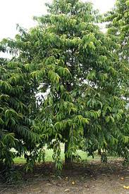 Kingdom plantae ( 1plak ) phylum magnoliophyta ( 1magp ) class angiospermae ( 1angc ) category fabids ( 1fabd ) order malpighiales ( 1malo ) family. Garcinia Atroviridis Wikipedia