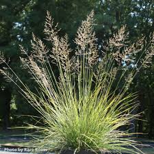 Image result for Sporobolus spicatus