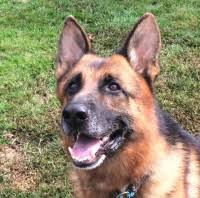 Dog and cat boarding inquiries. German Shepherd Dog Breeders In Maine