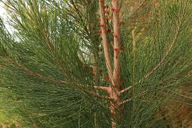 Image result for Casuarina littoralis