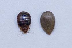 هل عثرت على بق الفراش Let S Beat The Bed Bug
