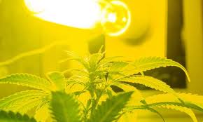 Check spelling or type a new query. Best Lights For Growing Weed Complete Reviews And Comparisons The Marijuana Vape