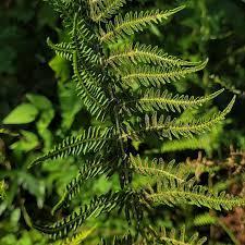 Image result for Thelypteridaceae