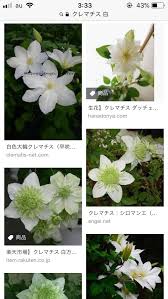 ミチヤ 12 23プ On Twitter ナランチャの花クレマチスかなって思ってるんだけど 花の形は似てるしツル植物だし でも葉の形が全然違うんだよな