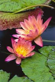 Close Up Of Two Pink Water Lily Flowers Lily Pads Poster Print 24 X 38 Lotus Flower Wallpaper Lily Pads Water Lily